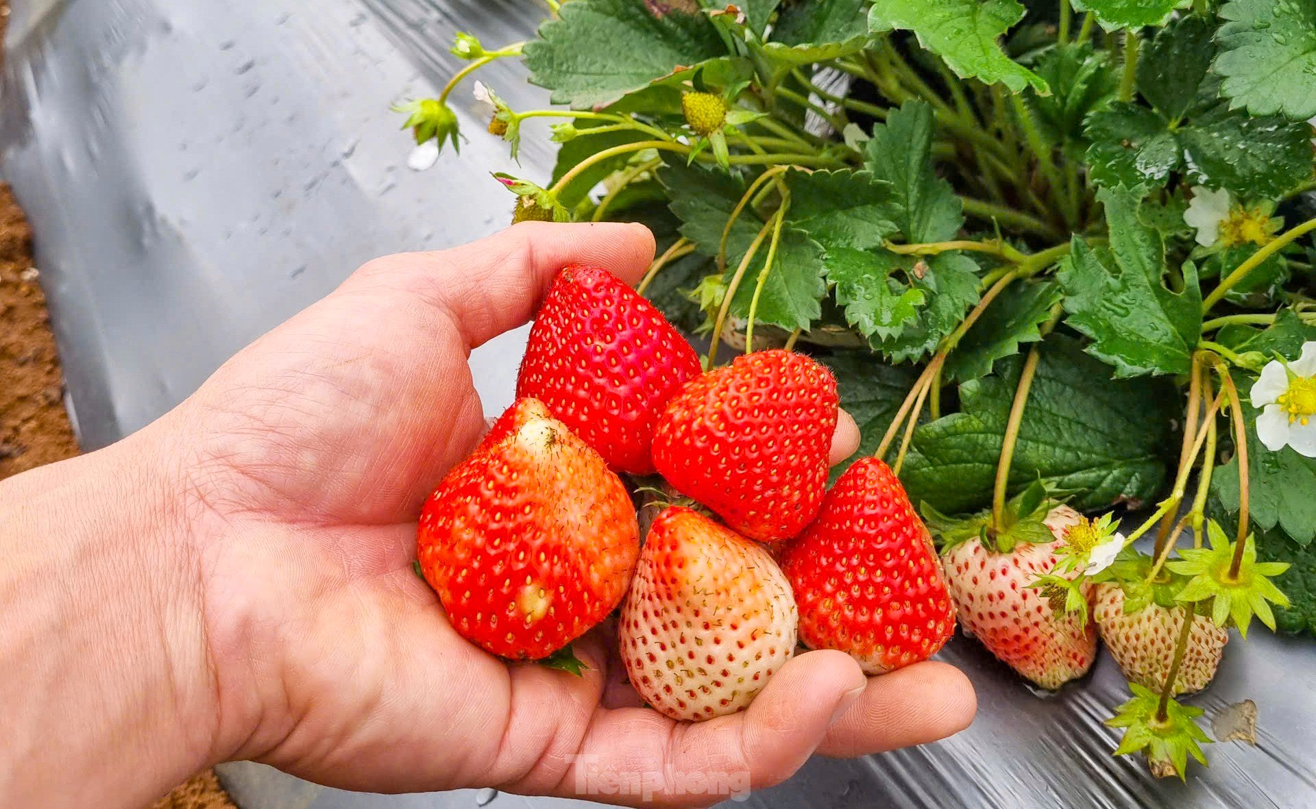 Tourists enjoy going to the 'heaven's gate' to pick strawberries photo 6