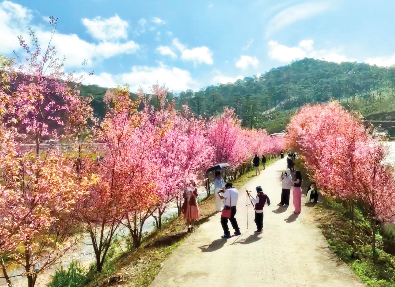 Cherry blossom road is blooming in Da Nhim commune