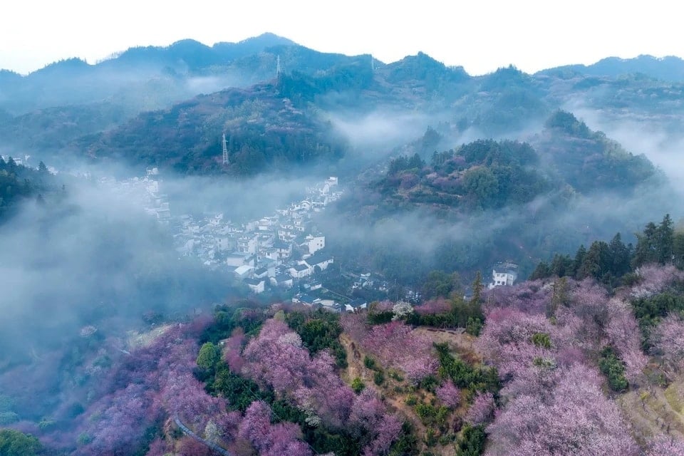 El paisaje de Anhui, bajo la niebla de la mañana, está adornado con flores de ciruelo que florecen por todas partes. (Fuente: THX/TTXVN)