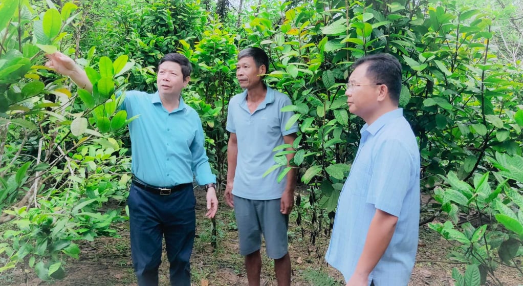 Die Bezirksleiter von Ba Che förderten das Modell des Anbaus von gelben Teeblüten in Kombination mit der Hühnerzucht im Haushalt von Herrn Ninh Van Senh (Dorf Lang Loc, Gemeinde Thanh Lam). Foto: Binh Minh (Mitwirkender)