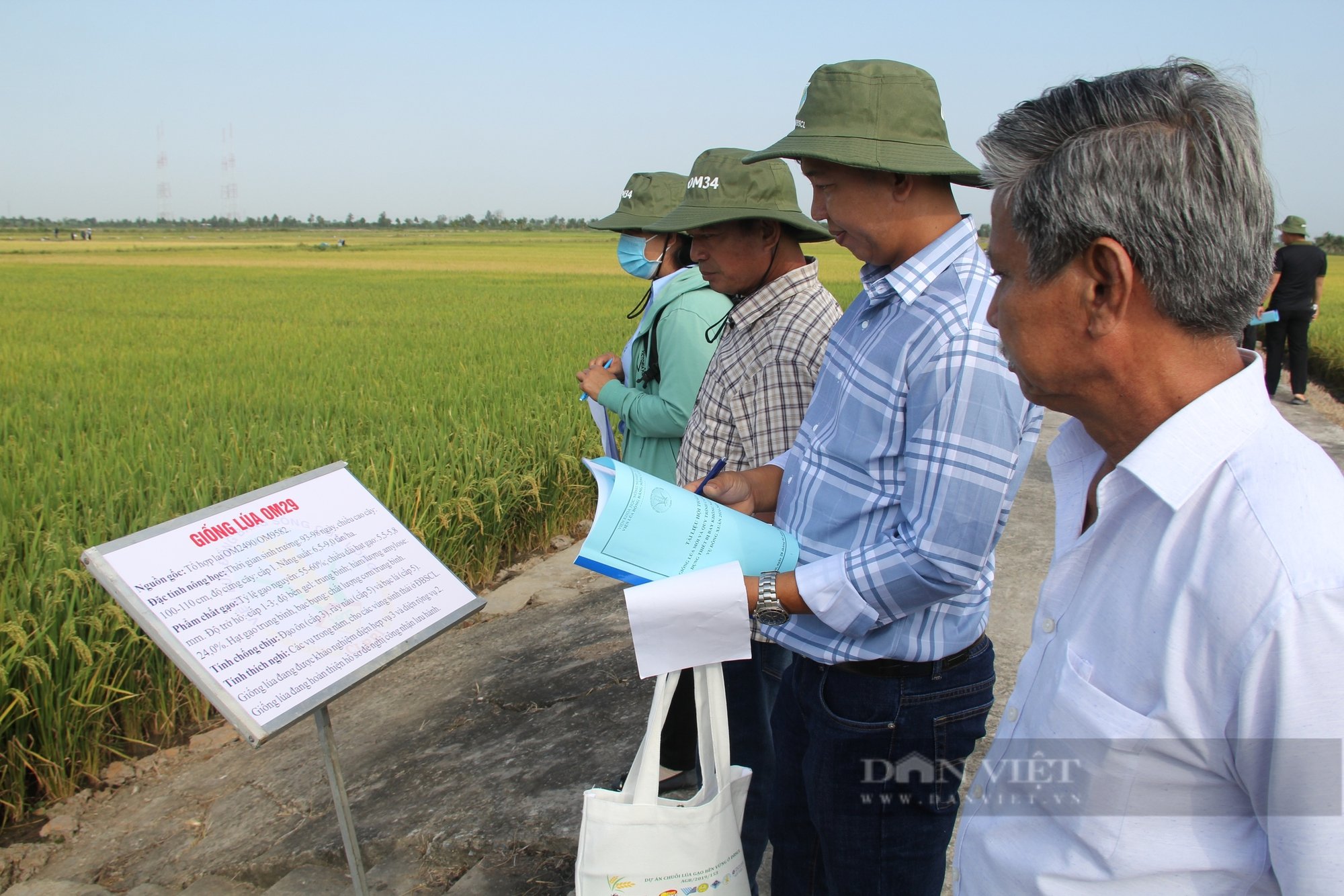 Hàng trăm người dân, hợp tác xã đến tham quan, đánh giá loạt giống lúa triển vọng năm 2025 tại Viện lúa ĐBSCL - Ảnh 3.