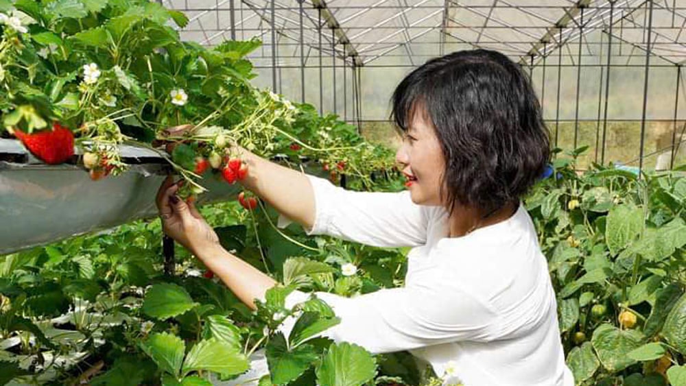 ダラットのイチゴは人気の果物です。