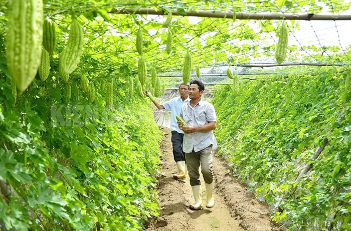 작물 재배, 삶의 변화: Kien Giang 농부들의 이야기