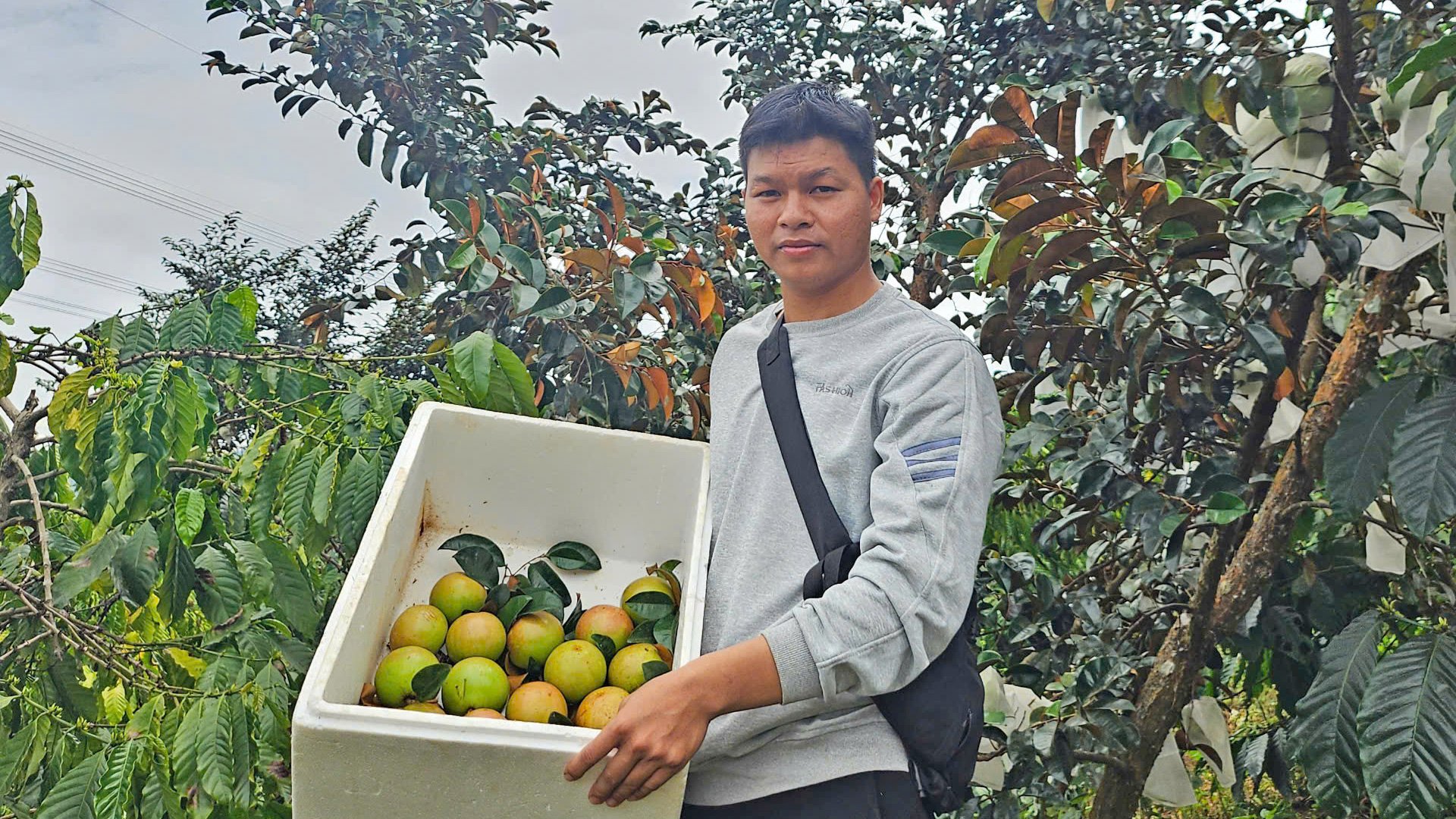 Mr. Nguyen Van Khang in the star apple garden is harvesting