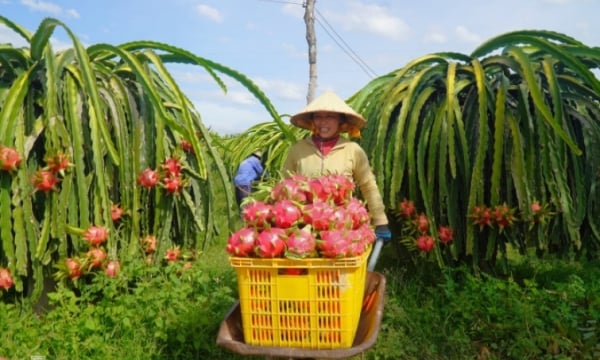 La pitaya supera al durián y lidera la facturación de exportaciones