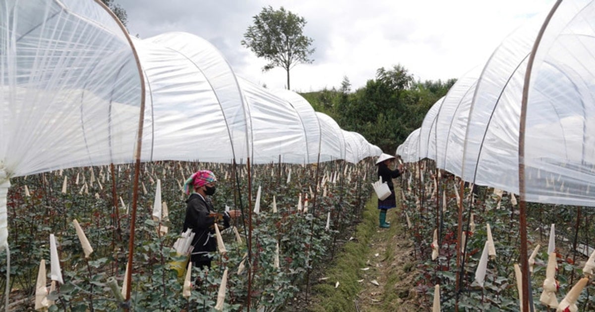 Mu Cang Chai suscite le désir d'échapper à la pauvreté