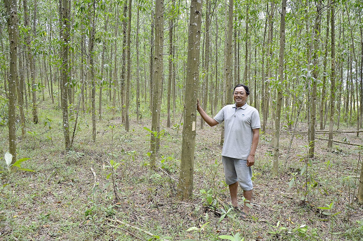 Building the future from forests