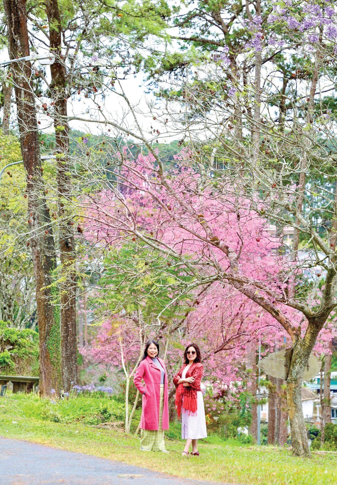 Cherry blossoms, pine trees and purple phoenix flowers make Da Lat's land and sky even more sparkling and charming.