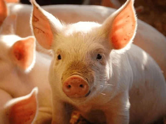 Pig price on February 28, 2025: Northern and Central regions continue to rise