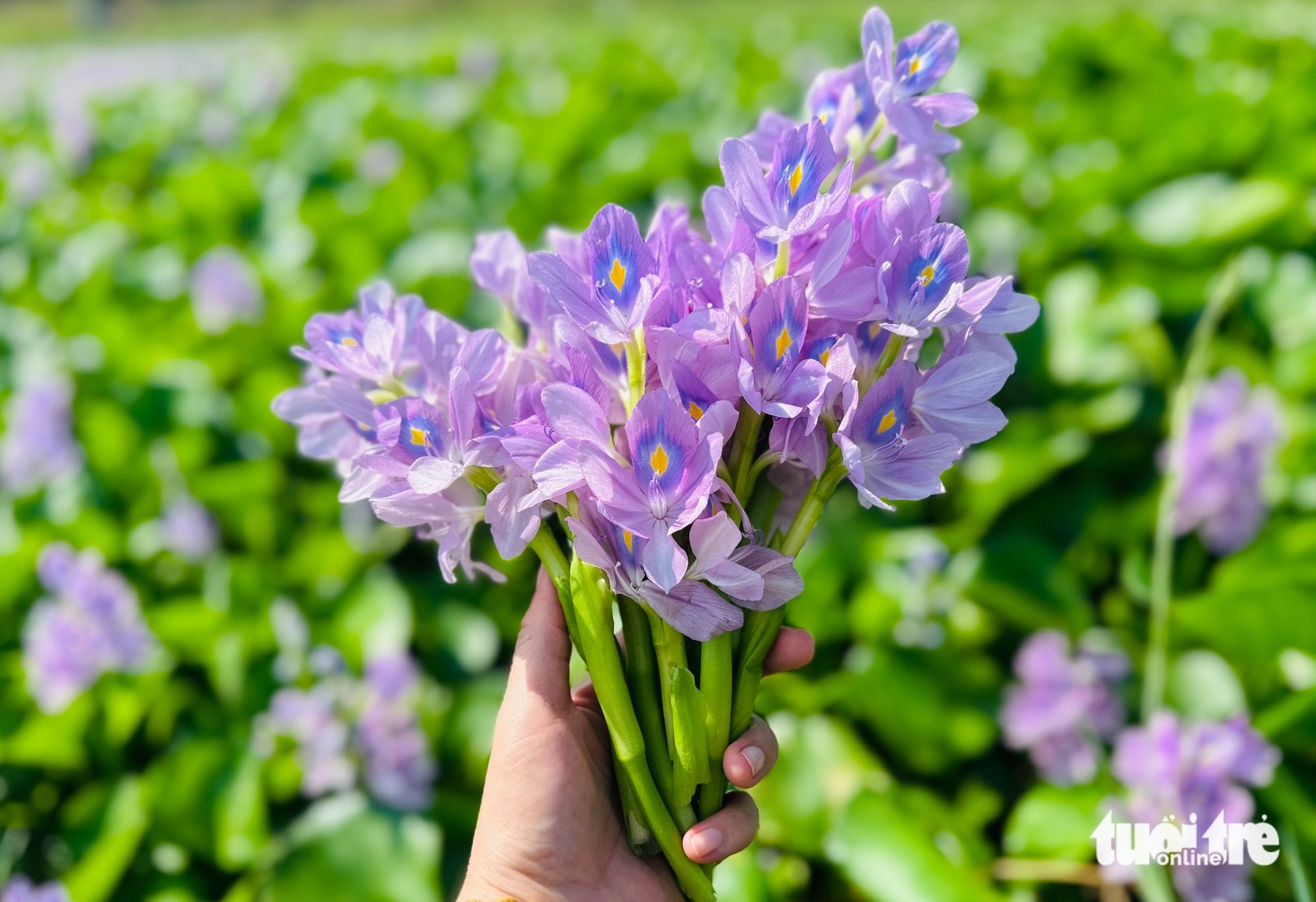 Ve al oeste para ver las flores del jacinto de agua tiñendo de púrpura las orillas del estanque.