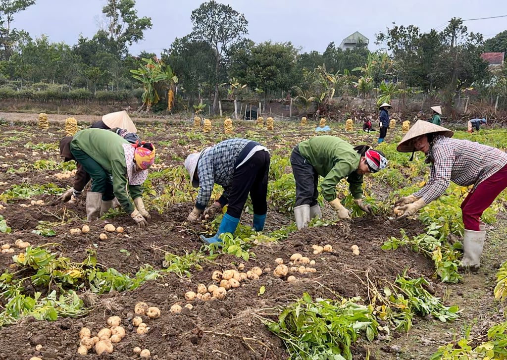 Menschen in der Gemeinde Quang Thanh (Bezirk Hai Ha) ernten atlantische Kartoffeln.