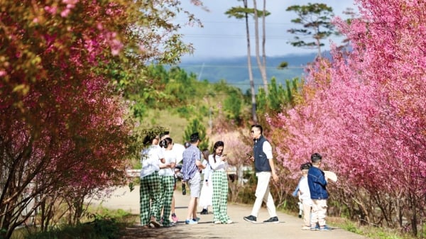 Leisurely under the cherry blossoms