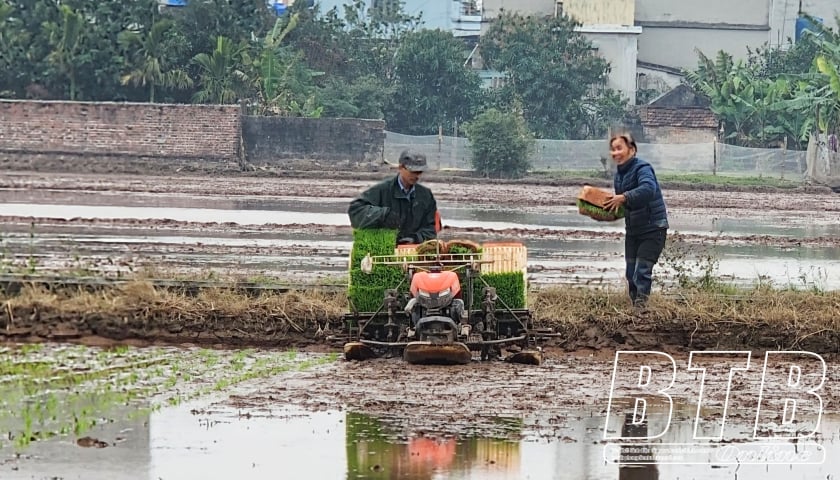 Tuyệt đối không bón thúc cho lúa xuân khi nhiệt độ dưới 15 độ C