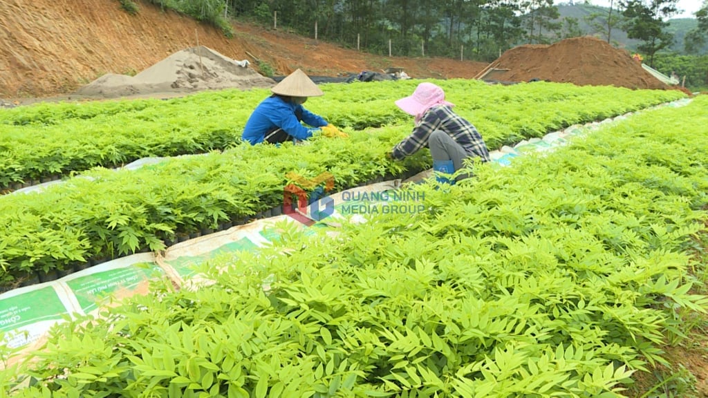 Vườn ươm của Hợp tác xã Nông nghiệp bền vững Ba Chẽ sản xuất những giống cây gỗ lớn, cây bản địa.