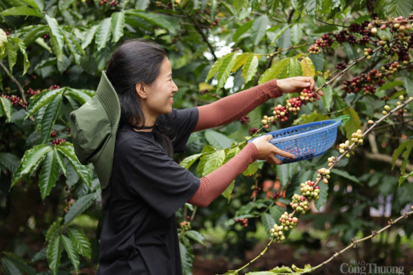 Coffee price today February 28, 2025, green returns