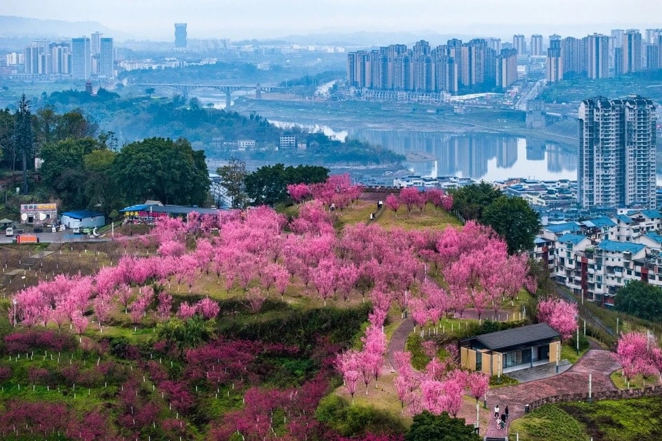 Cada primavera, los ciruelos florecen en China, creando una escena poética y pacífica. En la imagen se ve un brillante rincón de la temporada de floración del ciruelo en la provincia de Sichuan, China. (Fuente: THX/TTXVN)