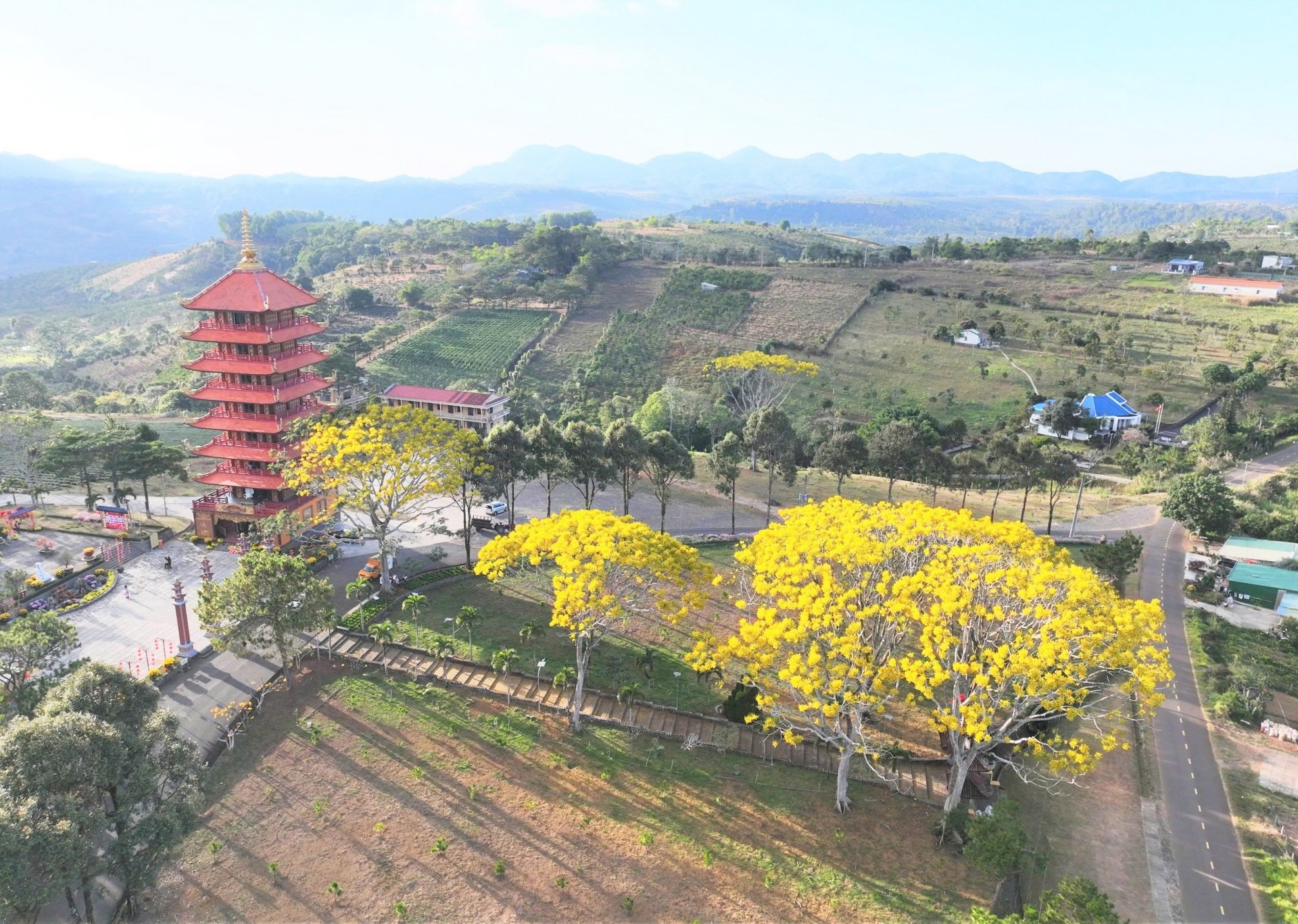 Les fleurs de phénix dorées qui fleurissent au début du printemps de la nouvelle année rendent le monastère de Bat Nha encore plus poétique et paisible à la porte du Bouddha.