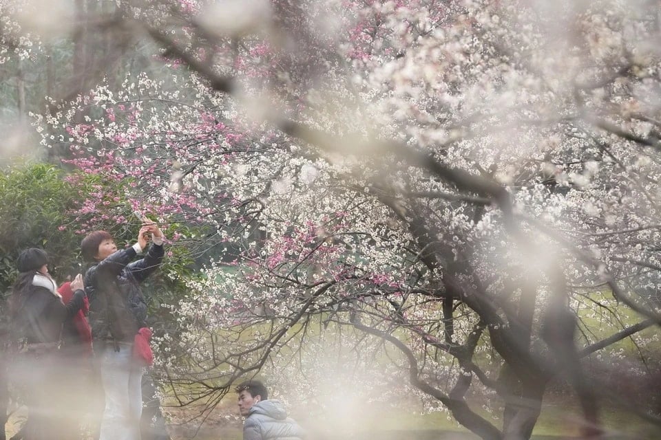 Los turistas disfrutan capturando hermosos momentos de la temporada de floración del ciruelo de Hangzhou. (Fuente: THX/TTXVN)