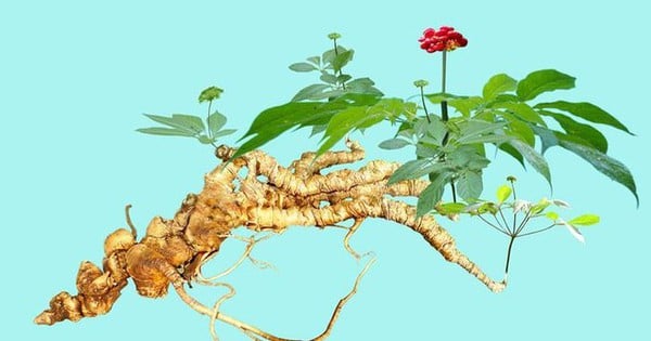 Developing and forming a medicinal plant industry center in Quang Nam province with Ngoc Linh Ginseng as the main crop.