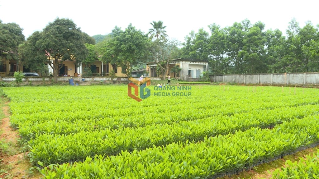 Workers of Ba Che Forestry One Member Co., Ltd. are producing acacia seedlings for the 2025 forest planting season.