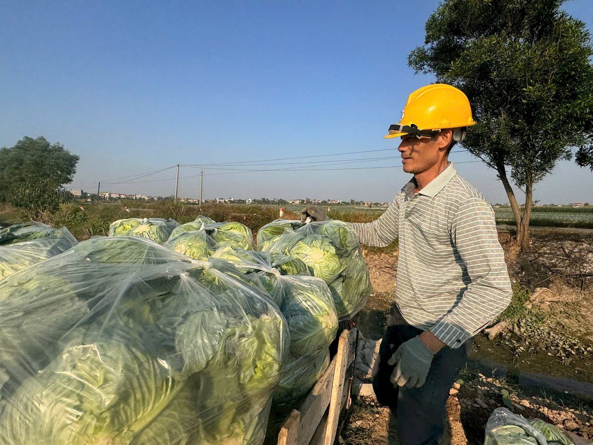 Hai Duong met en œuvre 14 liens dans la production agricole