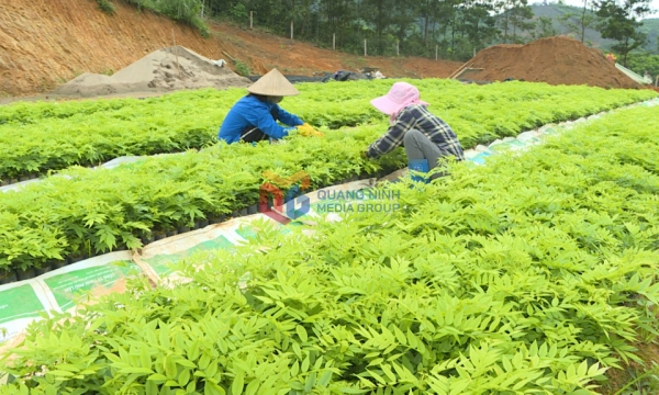 Đảm bảo nguồn cây giống lâm nghiệp