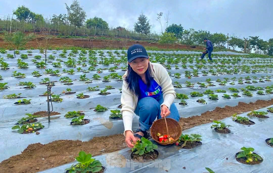 Tourists enjoy going to the 'heaven's gate' to pick strawberries photo 8