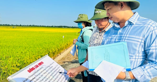 수백 명의 사람과 협동조합이 메콩 삼각주 벼 연구소를 방문하여 2025년에 개발될 유망한 벼 품종을 평가했습니다.