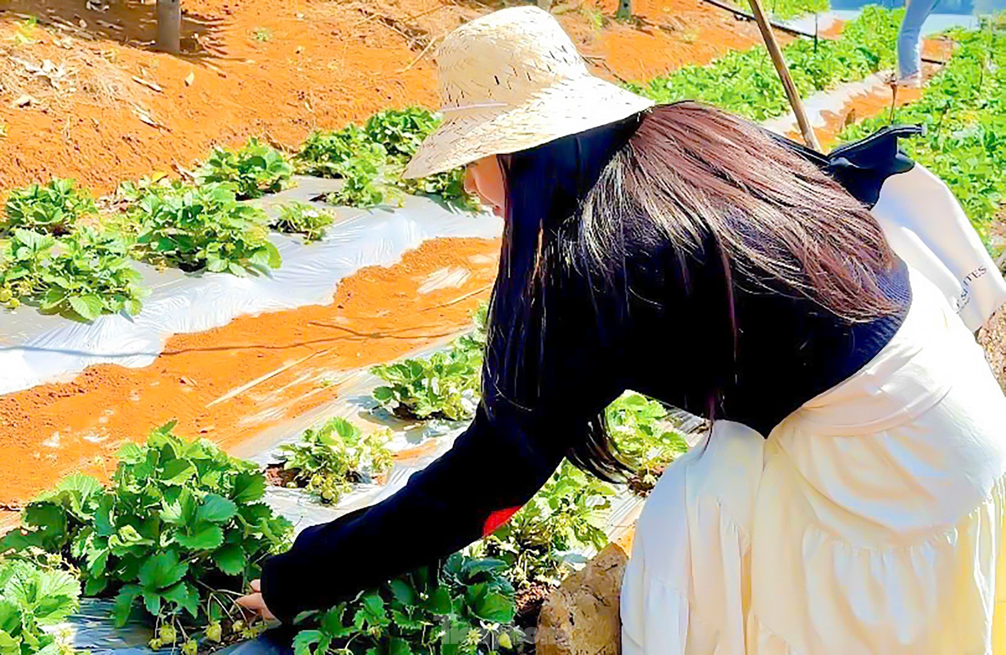 Tourists enjoy going to the 'heaven's gate' to pick strawberries photo 7