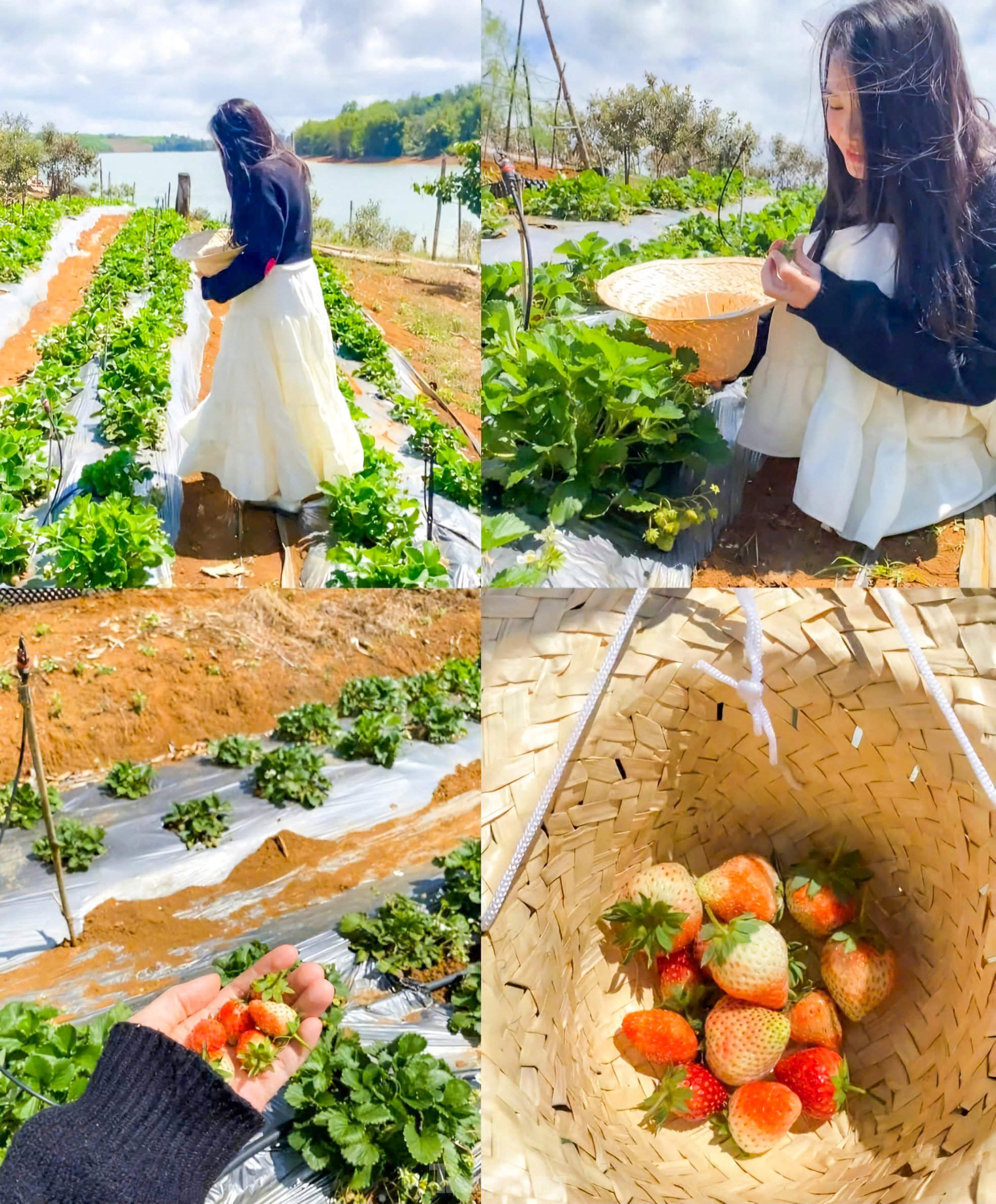 Tourists enjoy going to the 'heaven's gate' to pick strawberries photo 9