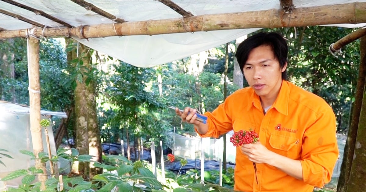 Le Premier ministre a approuvé le projet de développement et de création d'un centre industriel de plantes médicinales à Quang Nam, avec le ginseng Ngoc Linh comme culture principale.