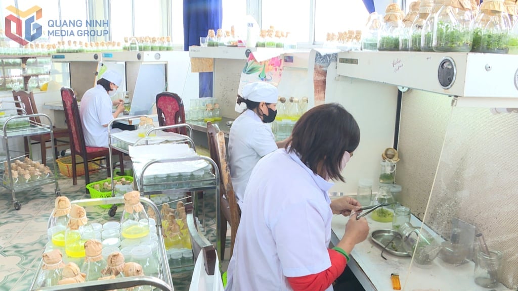 Quang Ninh Center for Forestry Science and Production produces forestry seedlings from tissue culture.