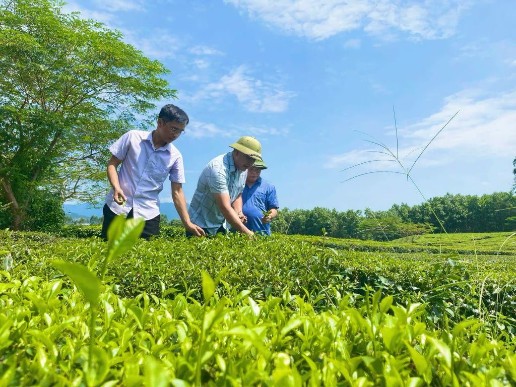 La gente de la comuna de Quang Long (distrito de Hai Ha) aumenta sus ingresos cultivando árboles de té.