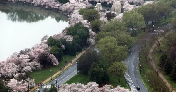 Cherry blossom season in America