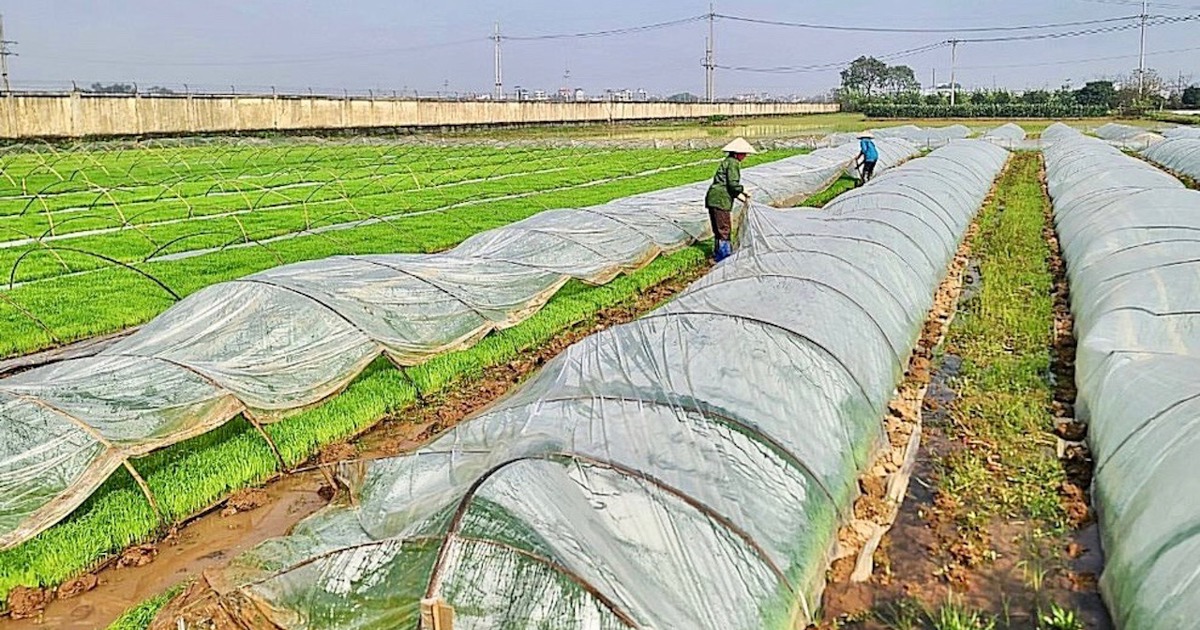 Hanoi is about to get cold, what should farmers pay attention to when planting spring rice?