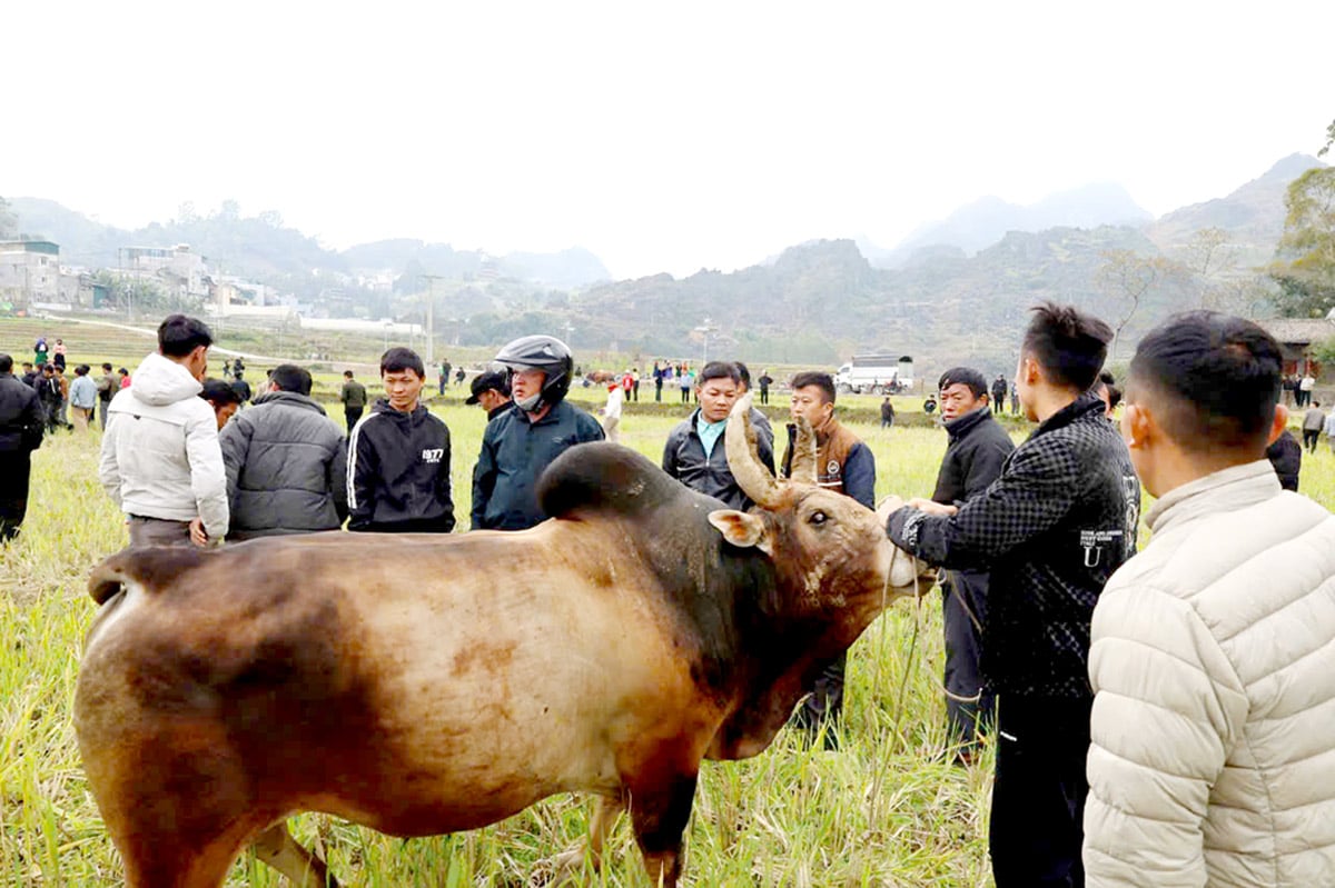 Phát triển thương hiệu bò Vàng trên cao nguyên đá. 