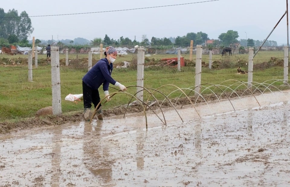 Bà con nông dân huyện Sóc Sơn gieo mạ sản xuất vụ Xuân.