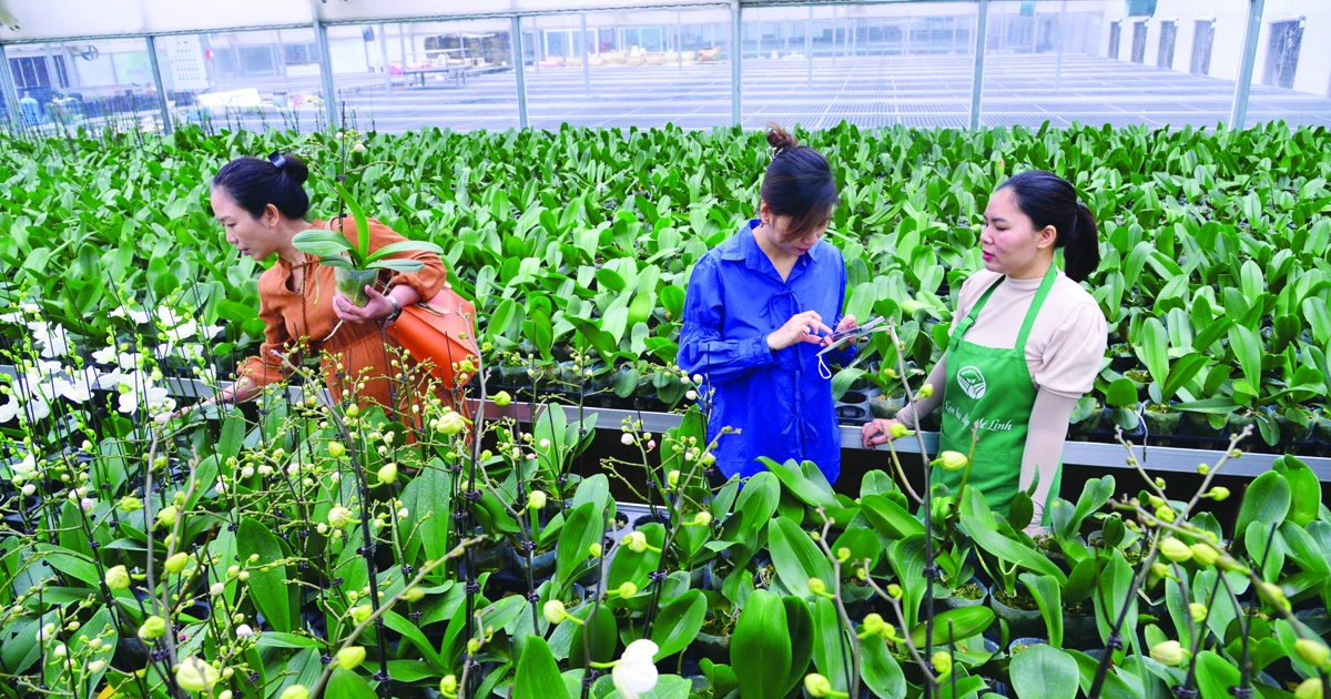 Hanoi is moving towards "nature-friendly" agriculture