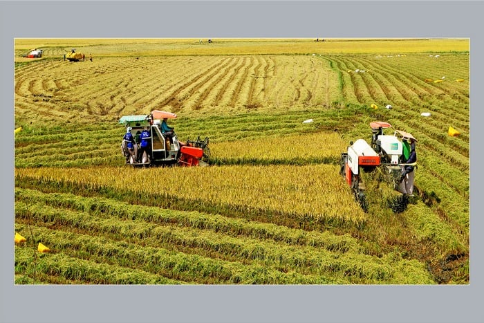 Những cánh đồng mẫu lớn được cơ giới hóa hoàn toàn trong quy trình canh tác. Ảnh: PHẠM ĐỨC TÀI
