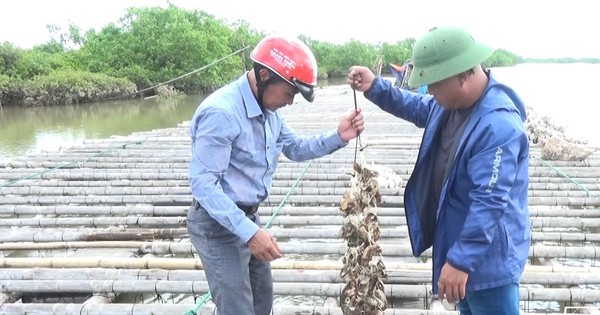 Trois agriculteurs à Thai Binh, l'un élève des huîtres, l'autre cultive du riz et des légumes, tous gagnant des milliards de dongs.