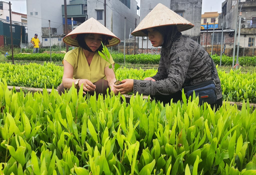 Cán bộ Trung tâm khoa học và sản xuất lâm nông nghiệp kiếm tra lần cuối chất lượng cây keo giống trước khi xuất bán cho chủ rừng trồng rừng trong dịp Tết Trồng cây mồng 6 Tết Ất Tỵ.