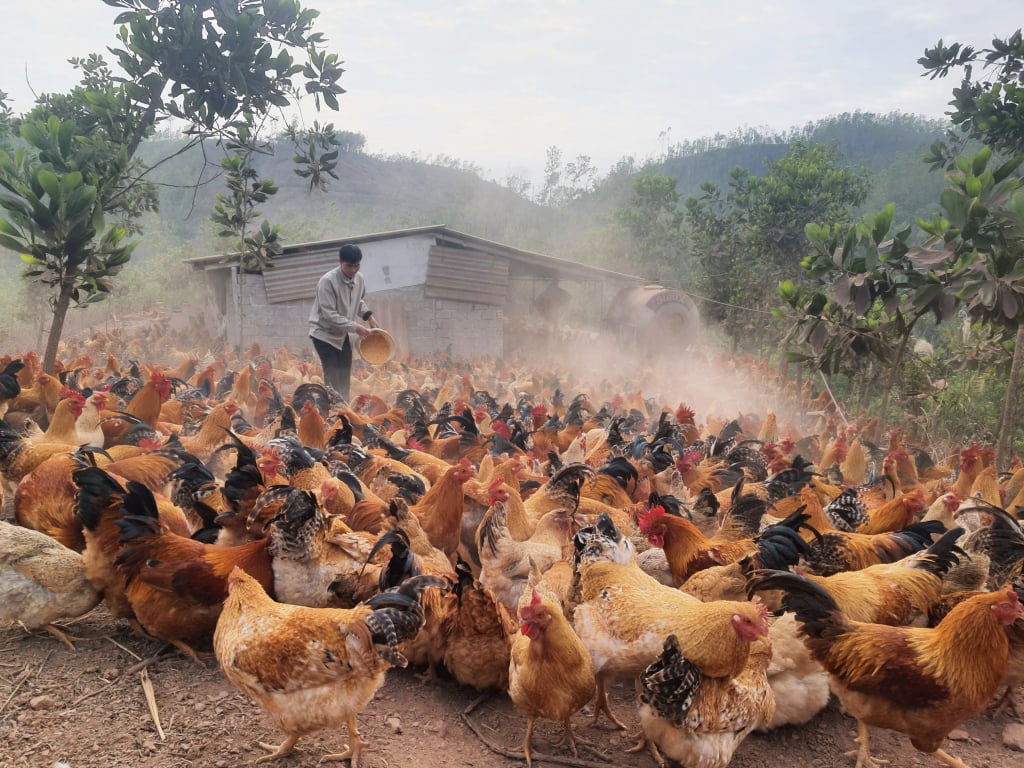 El Sr. Phoong Phu Menh, de la aldea Na Ca, comuna de Phong Du, cuida una bandada de casi 1.000 pollos para venderlos durante este festival de luna llena en enero.