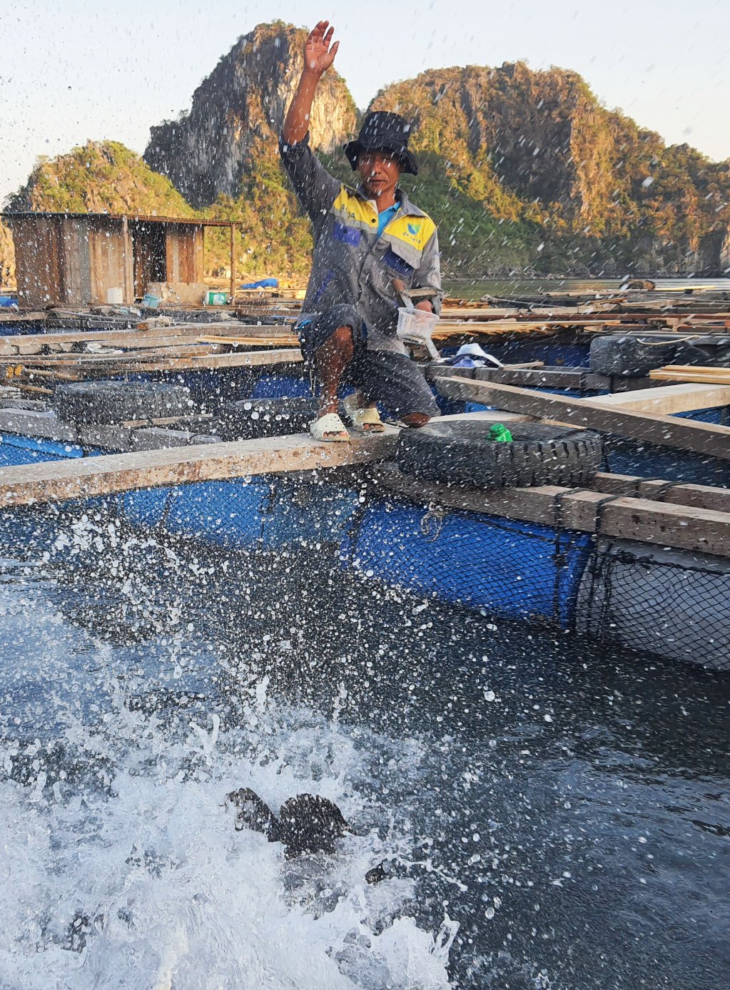 Desde los primeros días del nuevo año, el Sr. Tran Van Chuong regresó a su balsa de acuicultura en el área de la isla de Ong Cu (distrito de Cam Dong, ciudad de Cam Pha) para cuidar los peces de su familia.