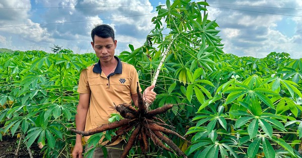 Cây mì giống mới toanh này trồng tốt um ở một nơi Bình Thuận, nhổ một phát bật chùm củ to bự