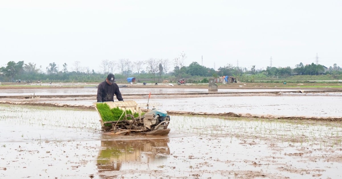 Le ministère de l'Agriculture et du Développement rural ajuste la période de prise d'eau de source dans 11 provinces du Nord