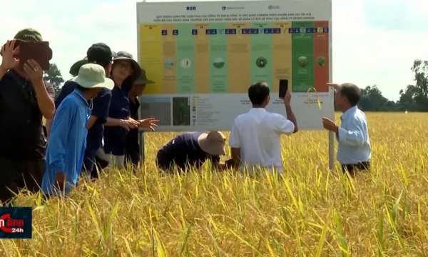 Expectativas de mejores actividades de exportación de arroz