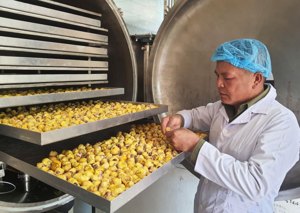 El segundo día del Año Nuevo Lunar, el Sr. Ninh Van Trang, director de Dap Thanh Forestry Products Trading Joint Stock Company, distrito de Ba Che, inspeccionó el primer lote de té de flores doradas liofilizado del año de At Ty, iniciando un nuevo año de producción y negocios.