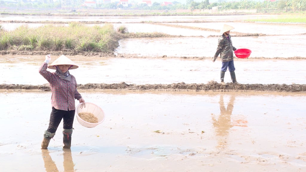 Los agricultores de la comuna de Viet Dan (ciudad de Dong Trieu) fueron a los campos el cuarto día del Año Nuevo Lunar para garantizar el cronograma de cultivo.