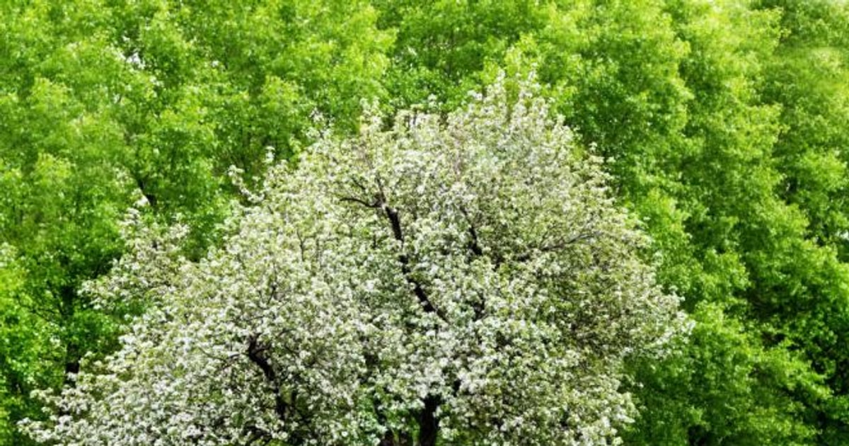 “Arbor Day” around the world