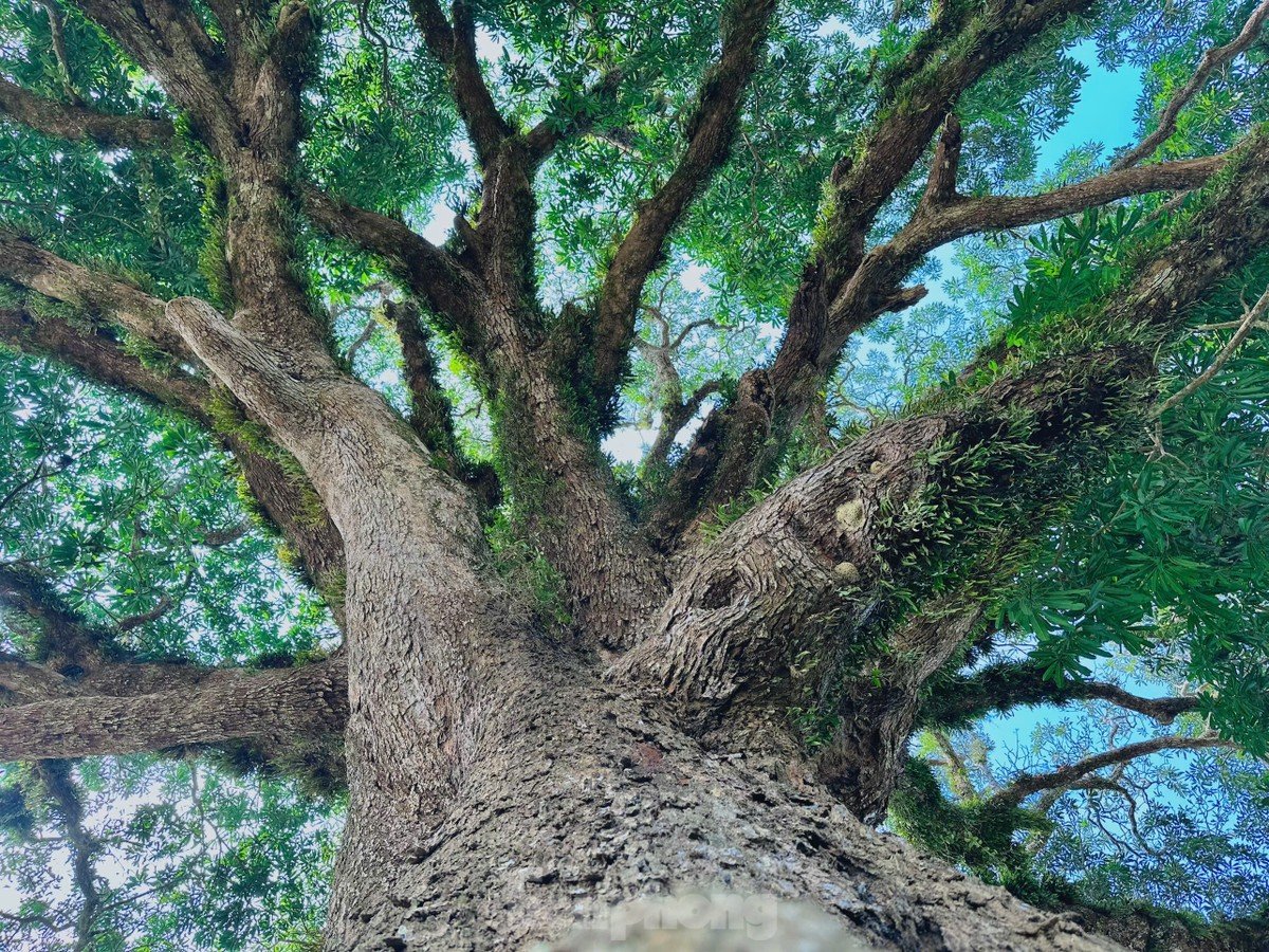 Bewundern Sie den 800 Jahre alten Treibholzbaum, der nur auf einer Seite blüht